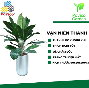 Cây văn phòng vạn niên thanh 90x60x50mm