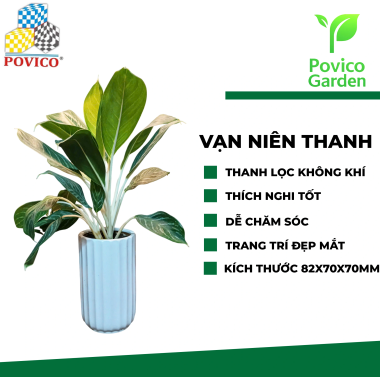 Cây văn phòng vạn niên thanh 82x70x70MM