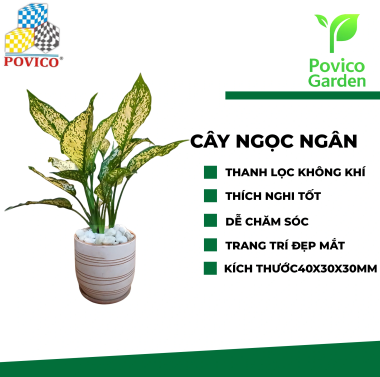 Cây Ngọc Ngân để bàn 