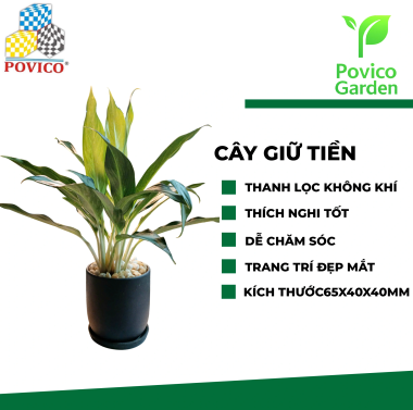 Chậu cây giữ tiền phong thủy 