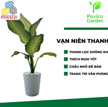 Chậu vạn niên thanh trang trí văn phòng